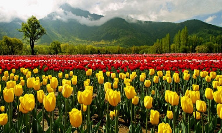 Tulip Garden